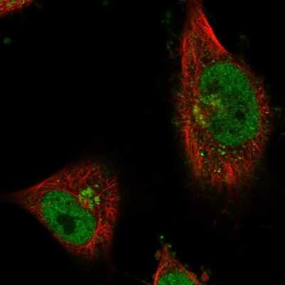 Immunocytochemistry/ Immunofluorescence CWF19L1 Antibody - BSA Free