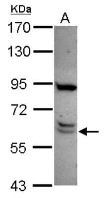 Western Blot CWF19L1 Antibody - BSA Free