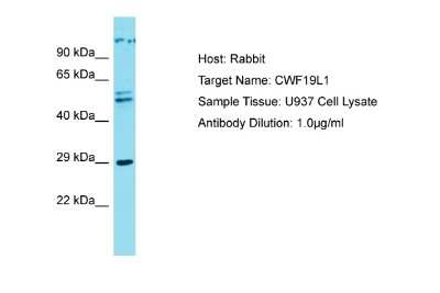 Western Blot: CWF19L1 Antibody [NBP2-87228] - Host: Rabbit. Target Name: CWF19L1. Sample Type: U937 Whole cell lysates. Antibody Dilution: 1.0ug/ml