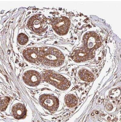 Immunohistochemistry: CWH43 Antibody [NBP2-30526] - Staining of human breast shows strong cytoplasmic positivity in glandular cells.