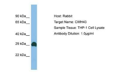 Western Blot: CWH43 Antibody [NBP2-84737] - Host: Rabbit. Target Name: CWH43. Sample Type: THP-1 Whole Cell lysates. Antibody Dilution: 1.0ug/ml