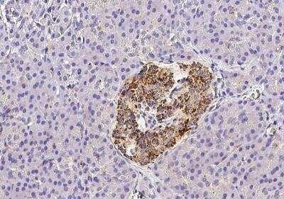 Immunohistochemistry-Paraffin: CX3CL1/Fractalkine Antibody (409) [NBP2-89590] -  Staining of human CX3CL1 in human pancreas with rabbit monoclonal antibody (1:100).