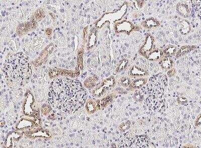 Immunohistochemistry-Paraffin: CX3CL1/Fractalkine Antibody (409) [NBP2-89590] -  Staining of human CX3CL1 in human kidney with rabbit monoclonal antibody (1:100).