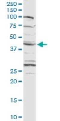 Western Blot: CXADR Antibody [H00001525-D01P] - Analysis of CXADR expression in rat brain.