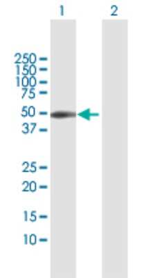 Western Blot: CXADR Antibody [H00001525-D01P] - Analysis of CXADR expression in transfected 293T cell line by CXADR polyclonal antibody.Lane 1: CXADR transfected lysate(40.00 KDa).Lane 2: Non-transfected lysate.