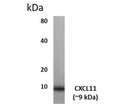 Western Blot: CXCL11/I-TAC Antibody (MM0210-9N26) [NBP2-12219] - Lysates of HEK293 cells overexpressing human CXCL11