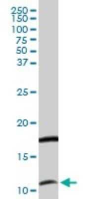 Western Blot: CXCL11/I-TAC Antibody [H00006373-D01P] - Analysis of CXCL11 expression in Jurkat.