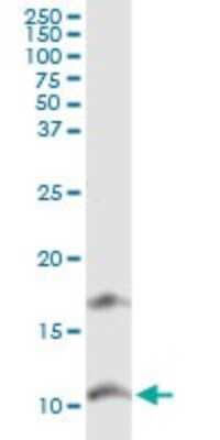 Western Blot: CXCL11/I-TAC Antibody [H00006373-D01P] - Analysis of CXCL11 expression in NIH/3T3.
