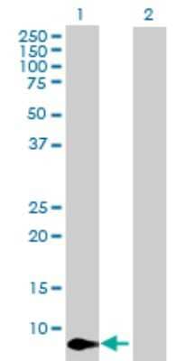 Western Blot: CXCL11/I-TAC Antibody [H00006373-D01P] - Analysis of CXCL11 expression in transfected 293T cell line by CXCL11 polyclonal antibody.Lane 1: CXCL11 transfected lysate(10.40 KDa).Lane 2: Non-transfected lysate.