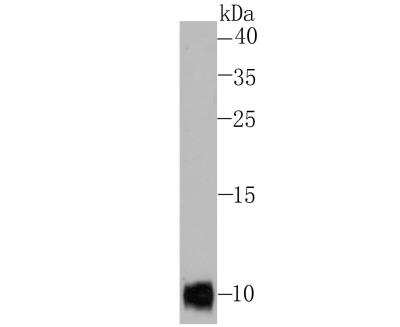 Western Blot: CXCL12/SDF-1 Antibody [NBP2-89133] - Analysis of SDF1 on Hela cell lysate using anti-SDF1 antibody at 1/500 dilution.