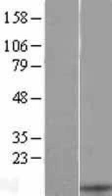 Western Blot CXCL13/BLC/BCA-1 Overexpression Lysate