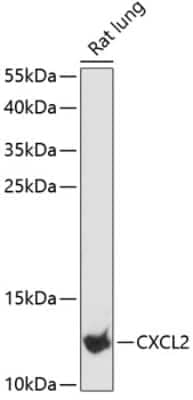 Western Blot: CXCL2/GRO beta/MIP-2/CINC-3 Antibody [NBP3-03233] - Analysis of extracts of rat lung, using CxCL2/GRO beta/MIP-2/CINC-3 antibody at 1:3000 dilution. Secondary antibody: HRP Goat Anti-Rabbit IgG (H+L) at 1:10000 dilution. Lysates/proteins: 25ug per lane. Blocking buffer: 3% nonfat dry milk in TBST.