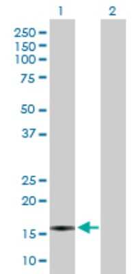 Western Blot: CXCL5 Antibody [H00006374-D01P] - Analysis of CXCL5 expression in transfected 293T cell line by CXCL5 polyclonal antibody.Lane 1: CXCL5 transfected lysate(12.00 KDa).Lane 2: Non-transfected lysate.