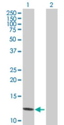 Western Blot: CXCL7/NAP-2 Antibody [H00005473-B01P] - Analysis of PPBP expression in transfected 293T cell line by PPBP polyclonal antibody.  Lane 1: PPBP transfected lysate(14.08 KDa). Lane 2: Non-transfected lysate.