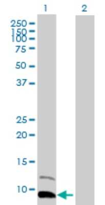 Western Blot: CXCL7/NAP-2 Antibody [H00005473-D01P] - Analysis of PPBP expression in transfected 293T cell line by PPBP polyclonal antibody.Lane 1: PPBP transfected lysate(13.90 KDa).Lane 2: Non-transfected lysate.