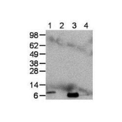 Western Blot: CXCL8/IL-8 Antibody (N11) [NBP2-00453] -  Immunoblot of human peripheral blood mononuclear cells either left untreated or treated with LPS and Brefeldin A for 4 hours. Lane 1, non-reduced lysate prepared from stimulated cells; lane 2, non-reduced lysate of unstimulated cells; lane 3, reduced lysate of stimulated cells; lane 4, reduced lysate prepared from unstimulated cells. Bands were visualized using Anti-Mouse IgG HRP.