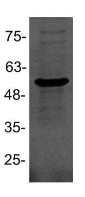 Western Blot: CXCR2/IL-8 RB Antibody [H00003579-B01P] - CXCR2 expression in 293T cell lysate (30ug) using anti-CXCR2 antibody. Image from verified customer review.