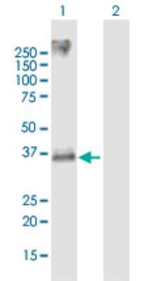 Western Blot: CXCR2/IL-8 RB Antibody [H00003579-B01P] - Analysis of CXCR2 expression in transfected 293T cell line by CXCR2 polyclonal antibody.  Lane 1: CXCR2 transfected lysate(39.6 KDa). Lane 2: Non-transfected lysate.
