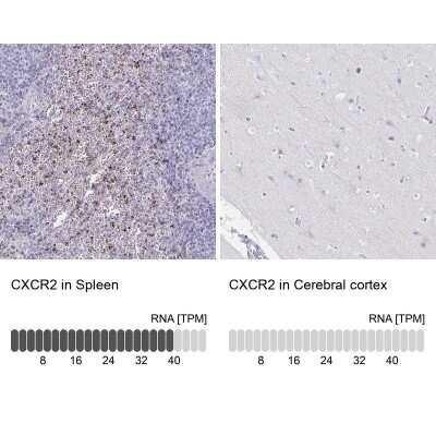 Immunohistochemistry-Paraffin: CXCR2/IL-8RB Antibody [NBP2-38197] - Analysis in human spleen and cerebral cortex tissues. Corresponding CXCR2 RNA-seq data are presented for the same tissues.