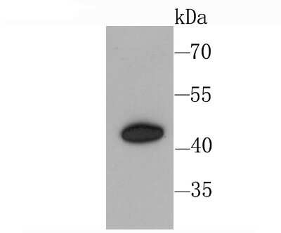 Western Blot: CXCR3 Antibody (JA61-33) [NBP2-67005] - Analysis of CXCR3 on Hela cell using anti-CXCR3 antibody at 1/1,000 dilution.