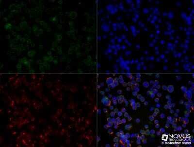 <b>Genetic Strategies Validation. </b>Immunocytochemistry/Immunofluorescence: CXCR4 Antibody - Azide Free [NBP2-24862] - Jurkat cells were fixed for 10 minutes using 10% formalin and then permeabilized for 5 minutes using 1X TBS + 0.5% Triton X-100. The cells were incubated with anti-CXCR4 (NB100-56437) at a 1:25 dilution for 1 hour at room temperature and detected with an anti-rabbit DyLight 488 (Green) at a 1:500 dilution. Alpha tubulin was used as a co-stain at a 1:1000 dilution and detected with and anti-mouse DyLight 550 (Red) at a 1:500 dilution. Nuclei were counterstained with DAPI (Blue). Cells were imaged using a 40X objective. Image using the standard format of this product.