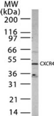 Western Blot: CXCR4 Antibody - Azide Free [NBP2-24862] - Analysis of 15 ug of whole cell lysate from HeLa cells with anti-CXCR4 at 1 ug/ml.