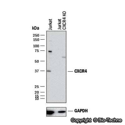 Western Blot: CXCR4 Antibody - Azide Free [NBP2-24862] - Western blot shows lysates of Jurkat human T lymphocyte parental cell line and CXCR4 knockout (KO) Jurkat cell line. PVDF membrane was probed with 1 ug/ml of Rabbit Anti-Human CXCR4 Polyclonal Antibody (Catalog # NB100-56437) followed by HRP-conjugated Anti-Rabbit IgG Secondary Antibody (Catalog #HAF008). Specific band was detected for CXCR4 at approximately 38 kDa (as indicated) in the parental Jurkat cell line, but is not detectable in the knockout Jurkat cell line. This experiment was conducted under reducing conditions. Image using the standard format of this product.