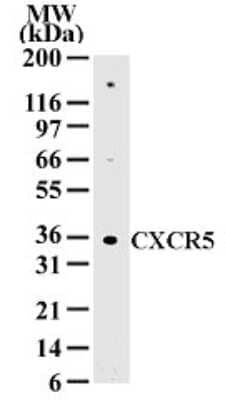 Western Blot: CXCR5 Antibody [NB100-56333] - Analysis of 20 ug of total cell lysate from Daudi cells with this antibody at 2 ug/ml dilution.