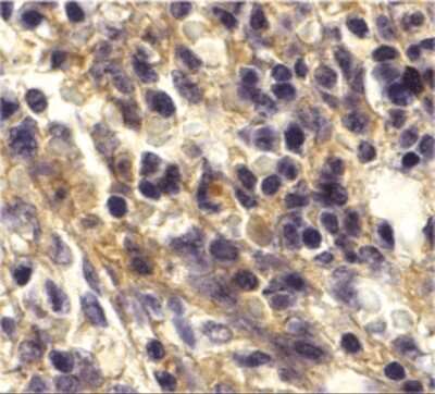 Immunohistochemistry-Paraffin: CXCR6 Antibody [NBP1-76871] - Human spleen tissue with Bonzo antibody at 20 ug/mL.