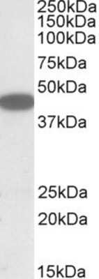 Western Blot: CXCR6 Antibody [NBP1-52034] - Analysis of CXCR6 in HEK293 lysate (35ug protein in RIPA buffer) using NBP1-52034 at 1ug/ml. Primary incubation was 1 hour. Detected by chemiluminescence.