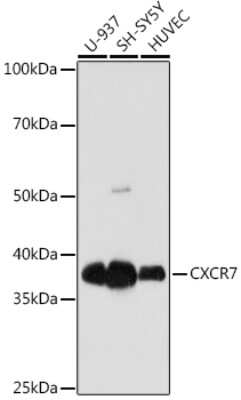 Western Blot: CXCR7/RDC-1 Antibody (8V8E1) [NBP3-16728] - Western blot analysis of extracts of various cell lines, using CXCR7/RDC-1 antibody (NBP3-16728) at 1:1000 dilution. Secondary antibody: HRP Goat Anti-Rabbit IgG (H+L) at 1:10000 dilution. Lysates/proteins: 25ug per lane. Blocking buffer: 3% nonfat dry milk in TBST. Detection: ECL Basic Kit. Exposure time: 10s.