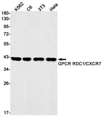 Western Blot: CXCR7/RDC-1 Antibody (S08-6H8) [NBP3-14920] - Western blot detection of CXCR7/RDC-1 in K562, C6, 3T3, Hela cell lysates using CXCR7/RDC-1/CXCR7 Rabbit mAb (1:1000 diluted). Predicted band size: 42kDa. Observed band size: 42kDa.