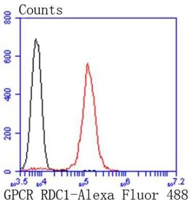 Flow Cytometry: CXCR7/RDC-1 Antibody (SN65-09) [NBP2-67666] - Analysis of Jurkat cells with GPCR RDC1 antibody at 1/50 dilution (red) compared with an unlabelled control (cells without incubation with primary antibody; black). Alexa Fluor 488-conjugated goat anti rabbit IgG was used as the secondary antibody