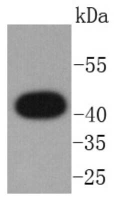 Western Blot: CXCR7/RDC-1 Antibody (SN65-09) [NBP2-67666] - Analysis of GPCR RDC1 on PC-3M cells lysates using anti-GPCR RDC1 antibody at 1/1,000 dilution.