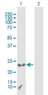 Western Blot CXX1 Antibody - Azide and BSA Free