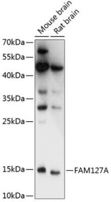 Western Blot CXX1 Antibody - Azide and BSA Free