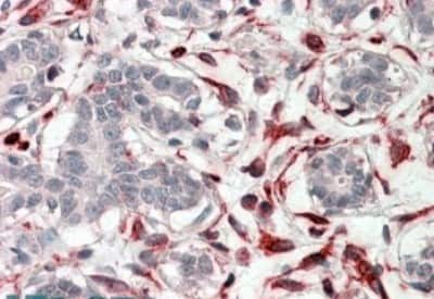 Immunohistochemistry-Paraffin CXXC4 Antibody