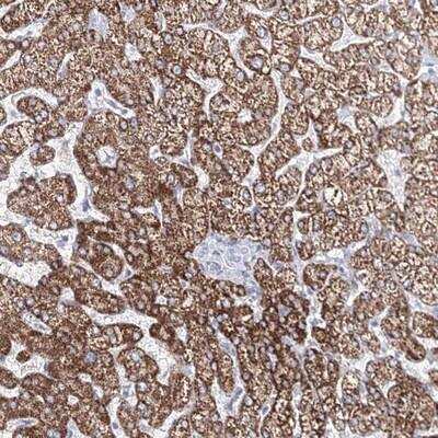 Immunohistochemistry-Paraffin: CXXC4 Antibody [NBP1-81613] - Staining of human liver shows strong cytoplasmic positivity in hepatocytes.
