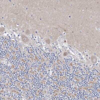 Immunohistochemistry-Paraffin CXXC4 Antibody