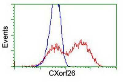 Flow Cytometry: CXorf26 Antibody (4E11) [NBP2-00929] - HEK293T cells transfected with either overexpression plasmid (Red) or empty vector control plasmid (Blue) were immunostained by anti-CXorf26 antibody, and then analyzed by flow cytometry.