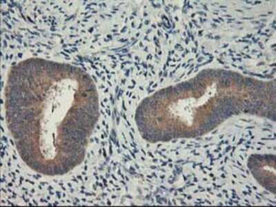 Immunohistochemistry-Paraffin: CXorf26 Antibody (4E11) [NBP2-00929] - Staining of paraffin-embedded Human endometrium tissue using anti-CXorf26 mouse monoclonal antibody.