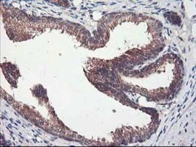 Immunohistochemistry-Paraffin: CXorf26 Antibody (4E11) [NBP2-00929] Staining of paraffin-embedded Human prostate tissue using anti-CXorf26 mouse monoclonal antibody.