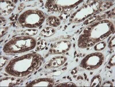 Immunohistochemistry: CXorf26 Antibody (5A11) [NBP2-46410] - Analysis of Human Kidney tissue.