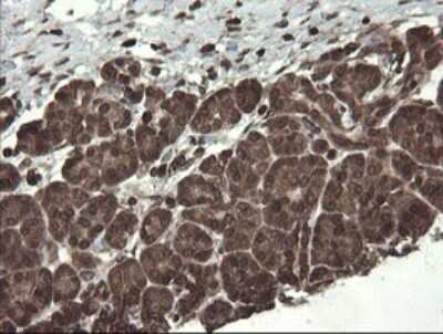 Immunohistochemistry: CXorf26 Antibody (5A11) [NBP2-46410] - Analysis of Human pancreas tissue.