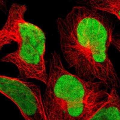 Immunocytochemistry/Immunofluorescence: CXorf67 Antibody [NBP2-47498] - Staining of human cell line U-2 OS shows localization to nucleoplasm. Antibody staining is shown in green.