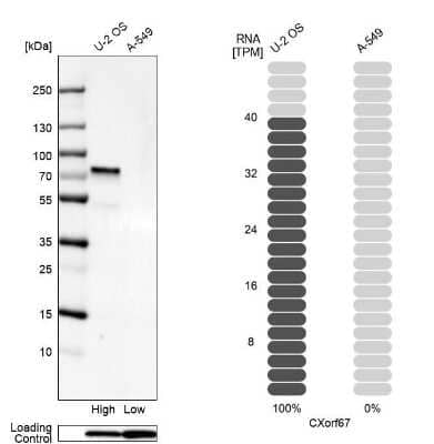 Western Blot: CXorf67 Antibody [NBP2-47498] - Analysis in human cell line U-2 OS and human cell line A-549.