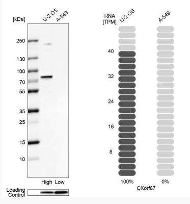 Western Blot: CXorf67 Antibody [NBP2-47499] - Analysis in human cell line U-2 OS and human cell line A-549.
