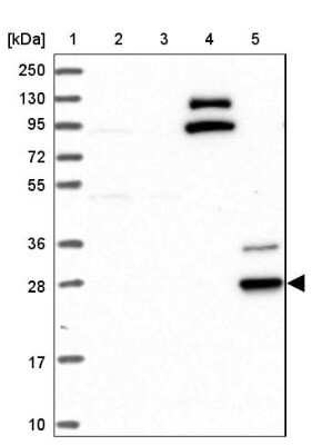 Western Blot CYB561D2 Antibody - BSA Free