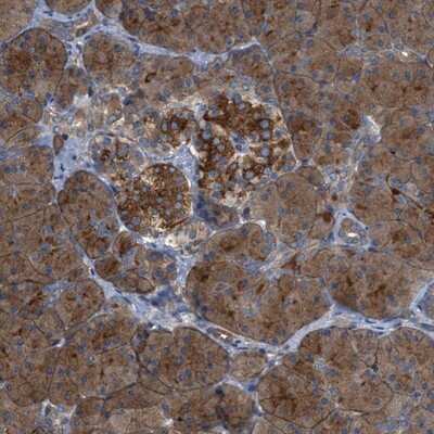 Immunohistochemistry-Paraffin: CYB5D1 Antibody [NBP1-83529] - Staining of human pancreas shows strong positivity in islet cells while exocrine cells were moderately positive.
