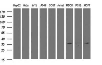 Western Blot: CYB5R1 Antibody (2D10) [NBP2-45649] - Analysis of extracts (35ug) from 9 different cell lines (HepG2: human; HeLa: human; SVT2: mouse; A549: human; COS7: monkey; Jurkat: human; MDCK: canine; PC12: rat; MCF7: human).